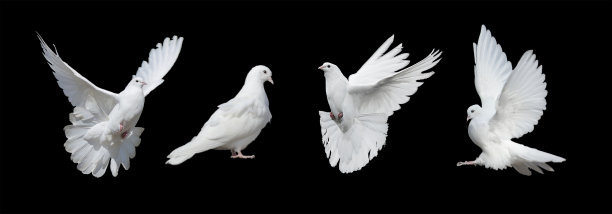 pigeon