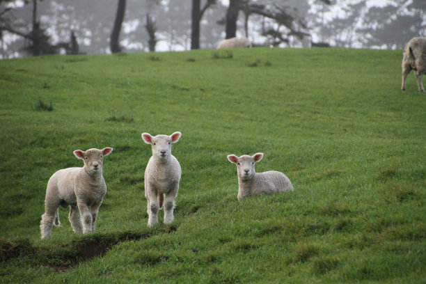 lamb