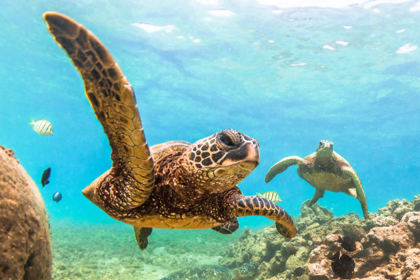 turtle