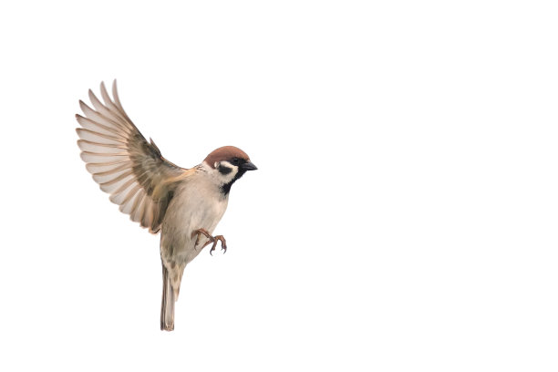 sparrow