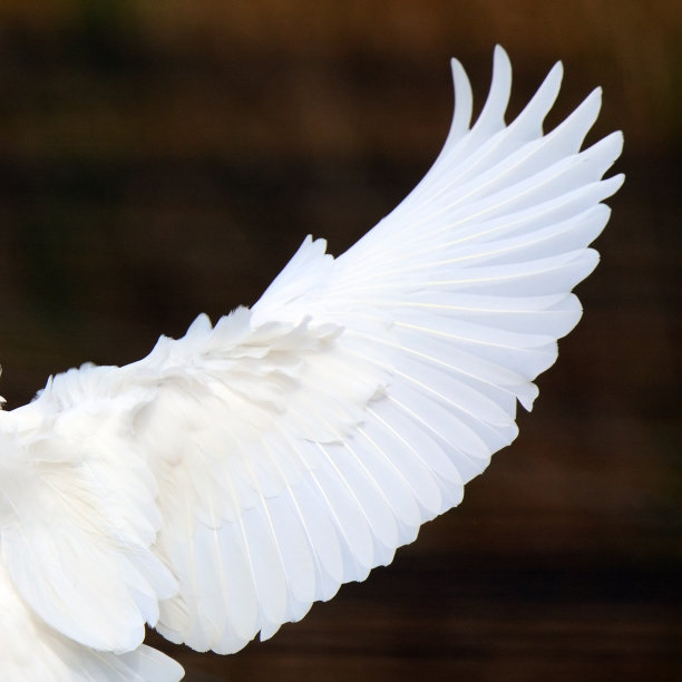 wings