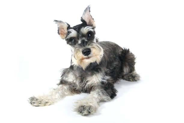 schnauzer