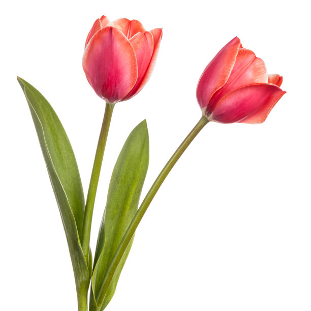tulip