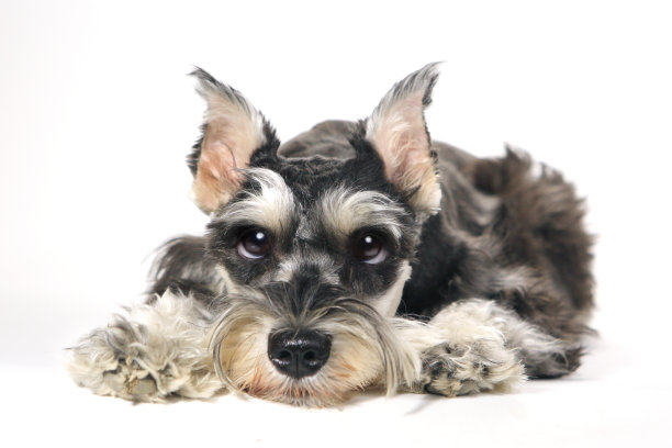 schnauzer