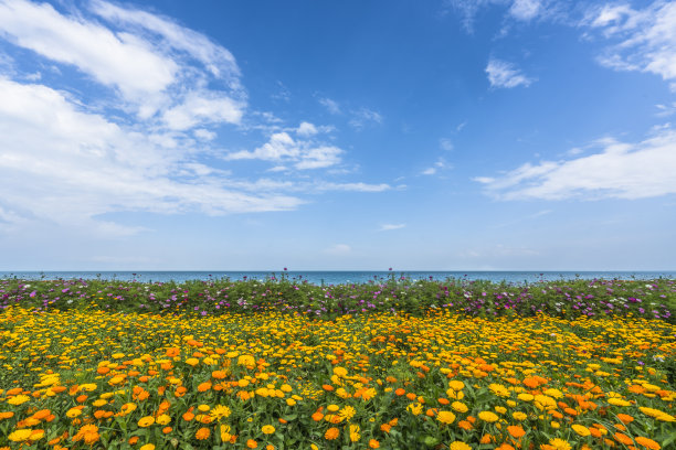 青海高原一景