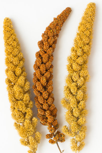 millet