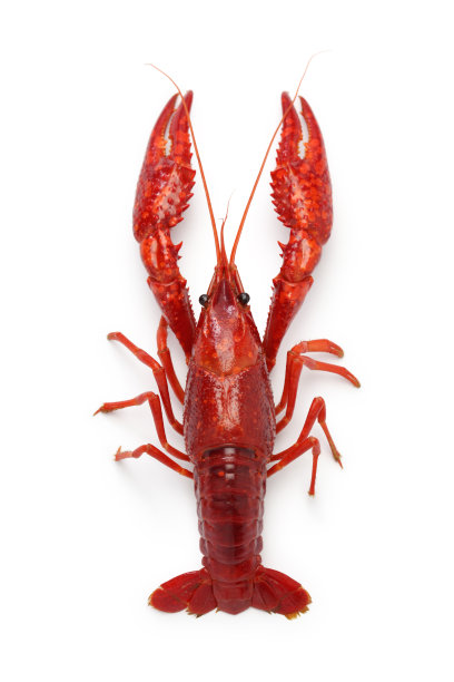 crayfish