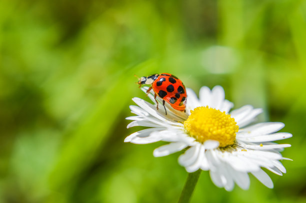 entomology