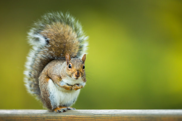 squirrel