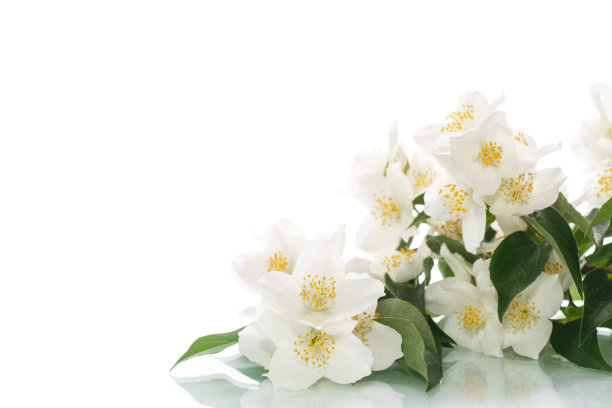jasmine