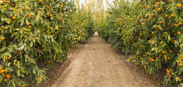 orchard