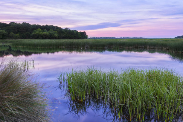 wetland