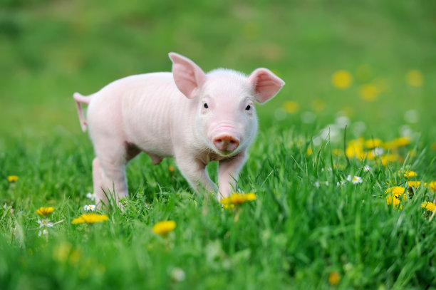 pig