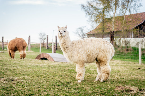 alpaca