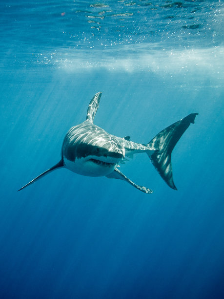 shark
