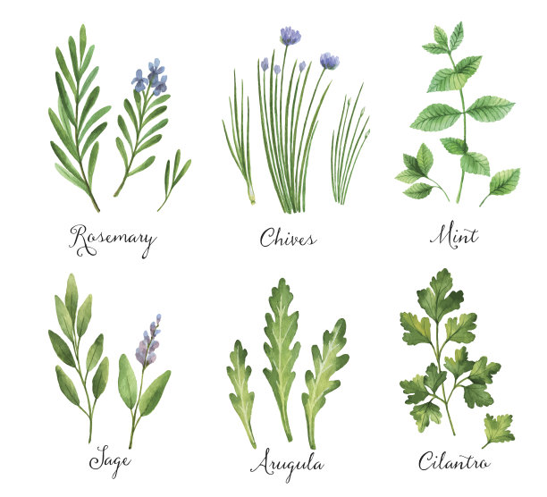 herbs