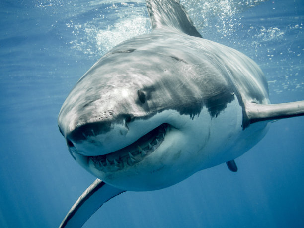 shark