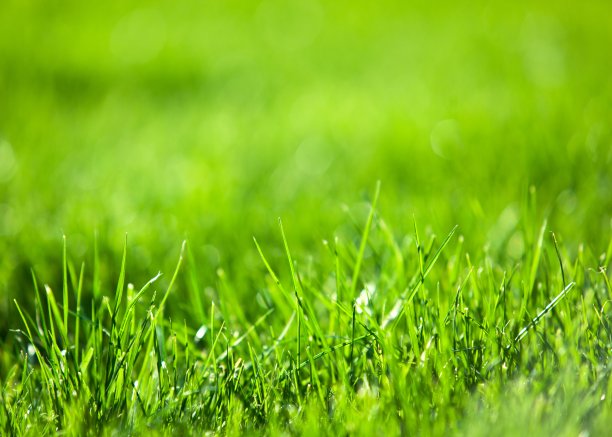 grass
