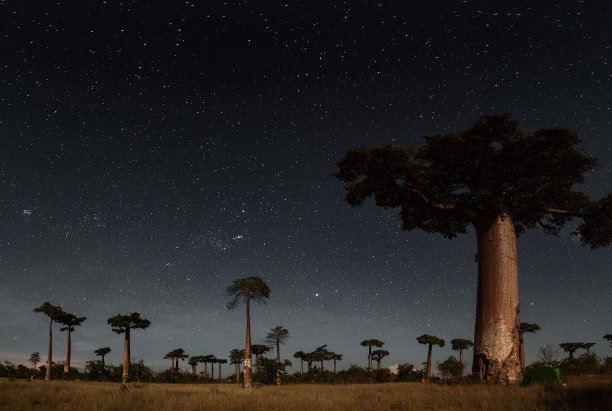 baobab