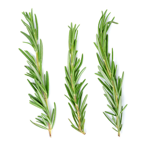 rosemary