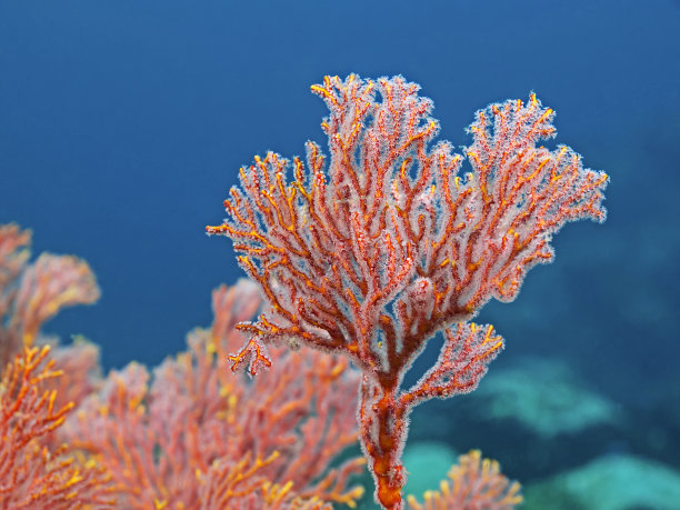 corals