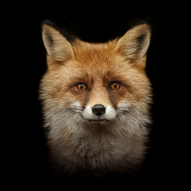 fox