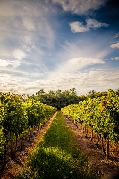 vineyard