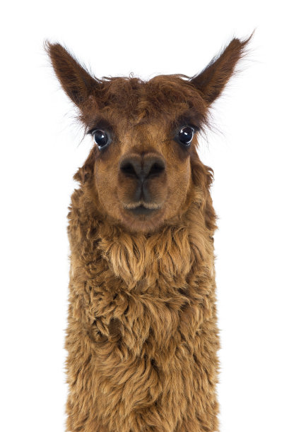 alpaca