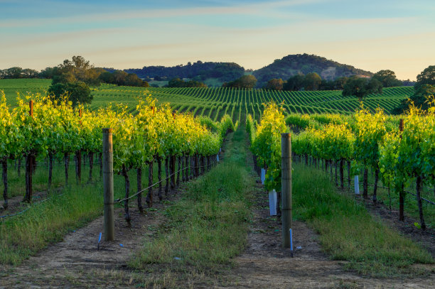 vineyard
