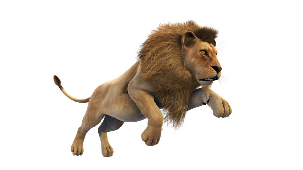 lion