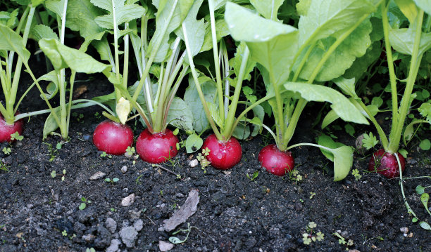 radishes