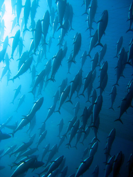 tuna