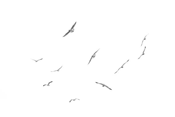 海鸥鸟类