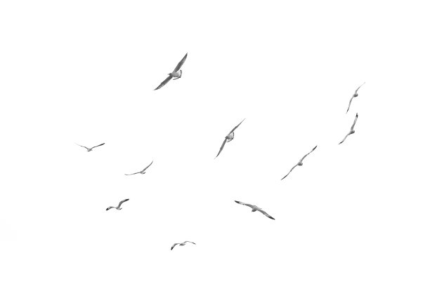 larus