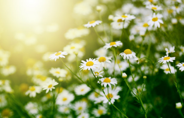 daisy