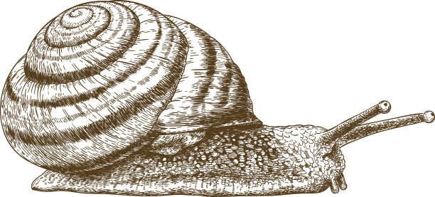 snail