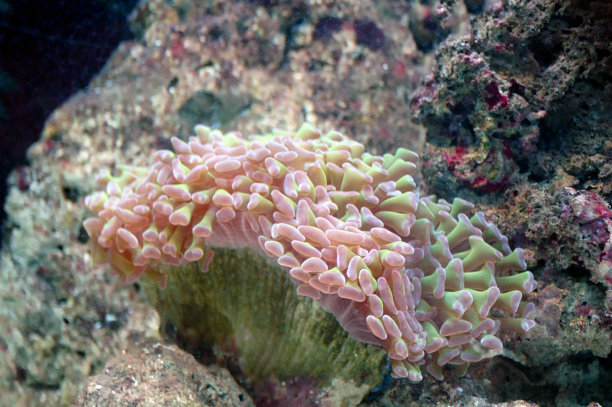 锚定珊瑚