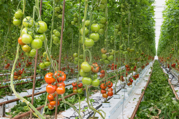greenhouse
