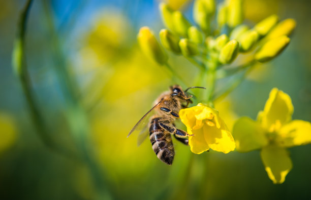 蜜蜂与油菜花