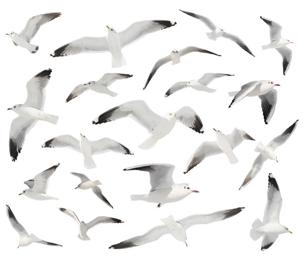 seagull