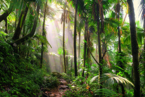 jungle
