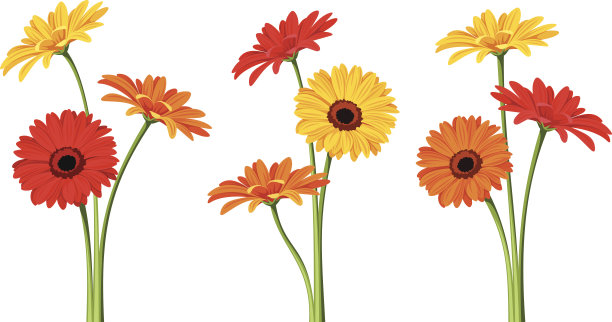 gerbera