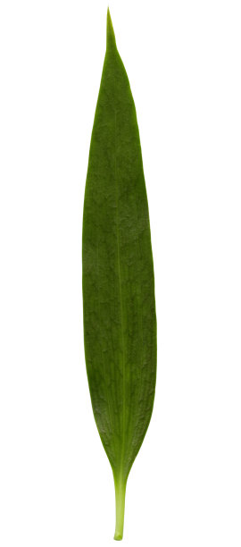 elongated