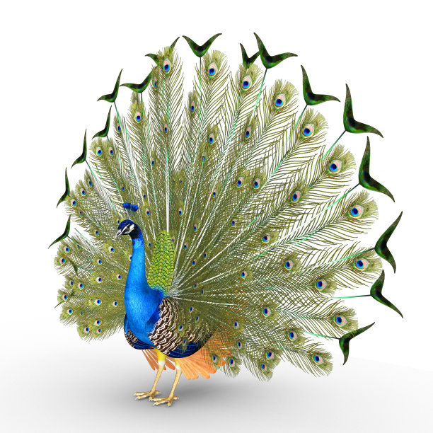 peacock