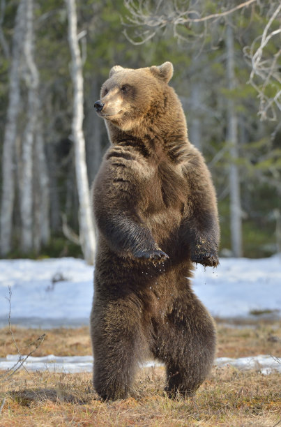 ursus