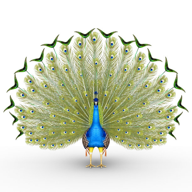 peacock
