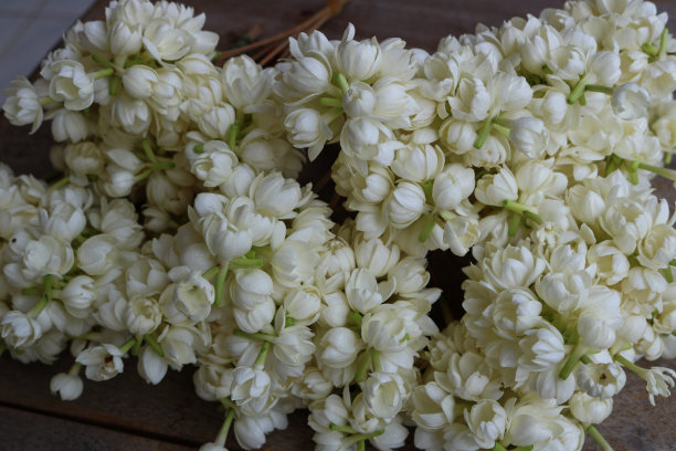 jasmine