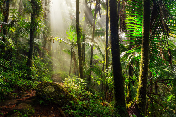 jungle