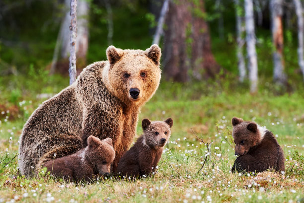 ursus