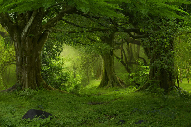 jungle